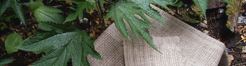 Leaves of the Nepalese nettle and fabric woven from the fibres